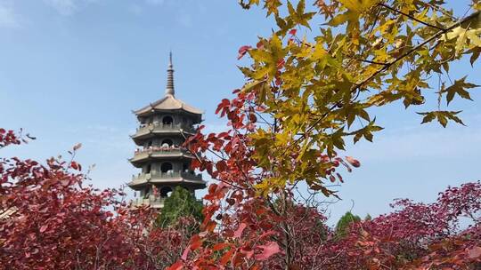 济南红叶谷景区，红叶满山迎来最佳观赏