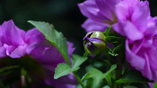 菊花大丽花紫色大花花瓣