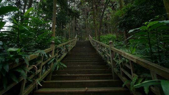 热带雨林原始森林丛林树林松树松柏砂仁种植