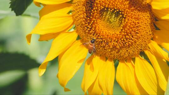 向日葵花粉和蜜蜂