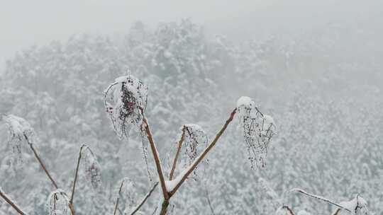 雪中带果树枝与雪覆森林景观