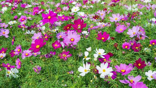 格桑花波斯菊花海