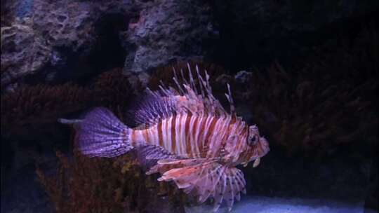 水族馆里的蝎子鱼