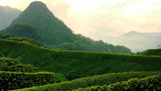 蒙顶山茶山 茶园