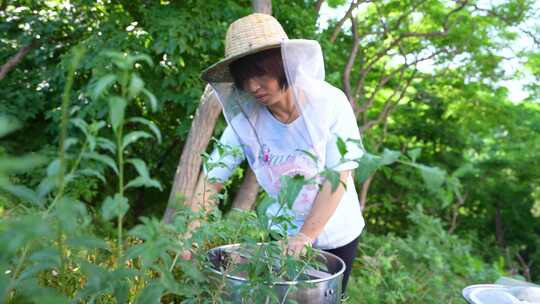 养蜂人蜂农采蜂蜜