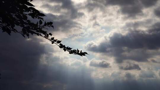 仰拍树叶树枝天空阳光丁达尔光耶稣光实拍