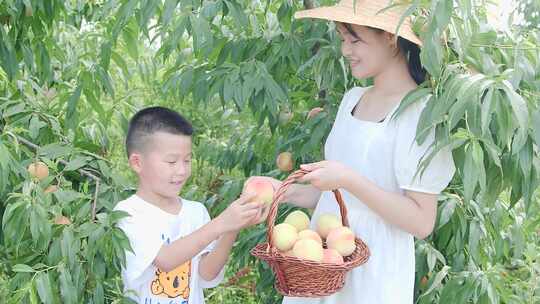 阳山水蜜桃 水蜜桃产地 水蜜桃采摘