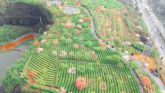 湖南郴州高椅岭樱花园