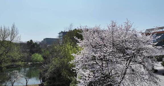 杭州阿里巴巴西溪园区春天樱花盛开