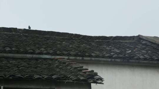 农村屋顶上的鸟