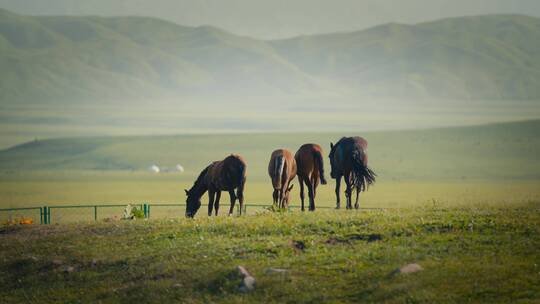航拍草原上的马群