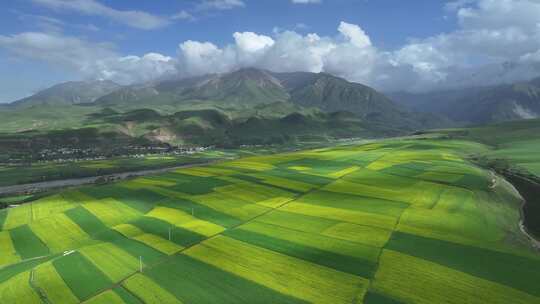 青海祁连县夏塘村油菜花乡村田园航拍风光