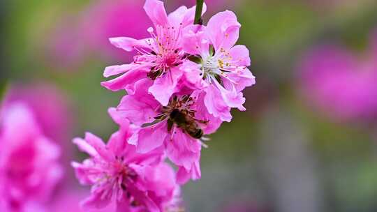 春天盛开的粉色樱花视频素材模板下载