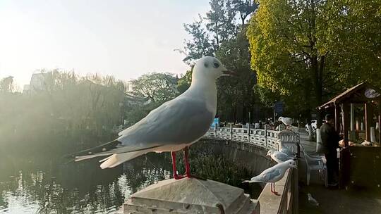 翠湖红嘴鸥升格镜头