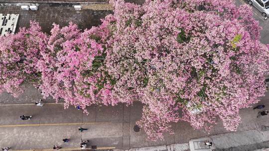 中国广东省广州市天河区华南师范大学异木棉