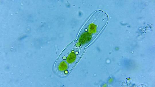 微生物硅藻细菌单细胞 2