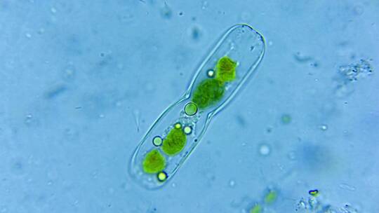 微生物硅藻细菌单细胞 2视频素材模板下载
