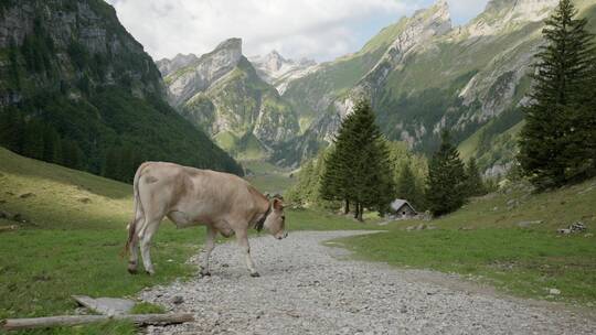 山脚下放牧的奶牛视频素材模板下载