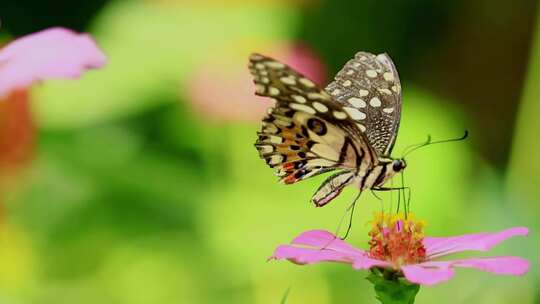 特写蝴蝶在花朵上飞舞觅食