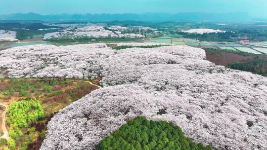 4K航拍贵州安顺市平坝樱花盛宴自然风景