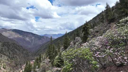 西藏高山杜鹃