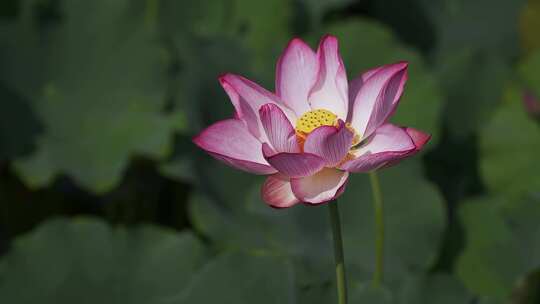 夏天池塘荷花莲花开放夏至立夏