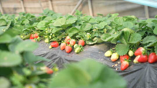 农民田间劳动种植蔬菜蔬菜大棚里的蔬菜草莓