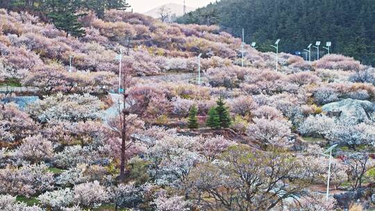 青岛樱花