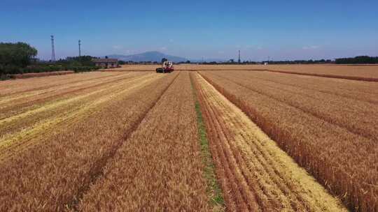 金兰牧场麦收季节
