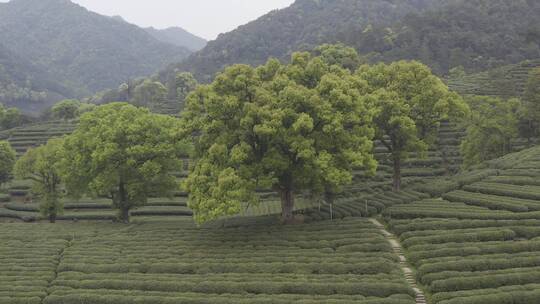 茶茶叶红茶艺采茶泡茶红茶山春茶道茶园农业