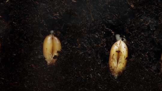 种子发芽 种子破土而出 植物生长延时