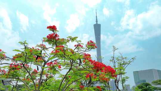 广州航拍小蛮腰红色花朵春暖花开