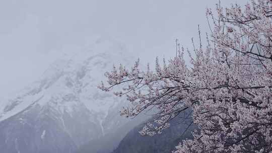 西藏林芝雪山下盛开的桃花