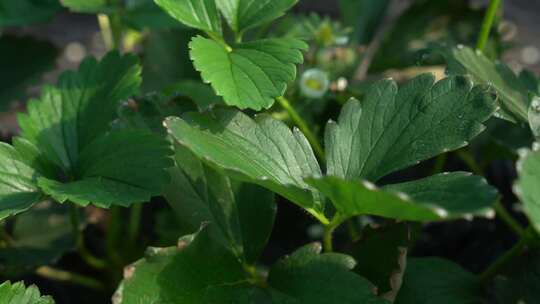 凤梨草莓 草莓 草莓叶 草莓幼苗 植物 水果