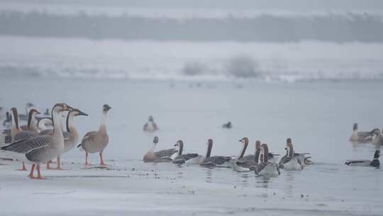 冬季湖面上野生的大雁和野鸭子