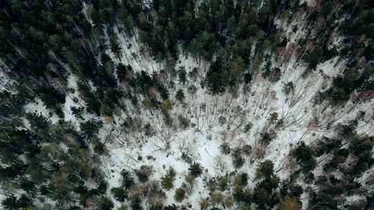 森林，雪，冰，顶级射击