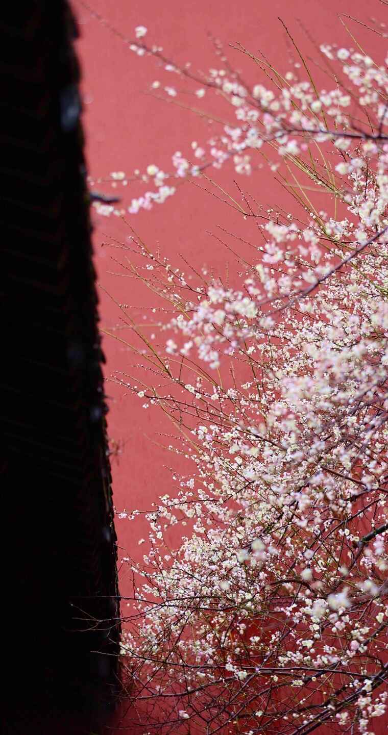红墙白梅屋檐雨水滴落唯美慢镜头竖屏
