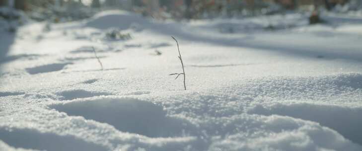 雪，冬天，森林，冰冻