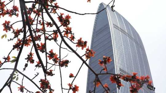 木棉花与城市高楼景观