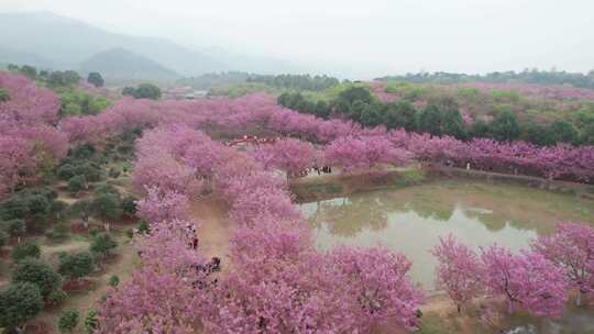 【镜头合集】湖南衡阳市樱花樱花园航拍风光