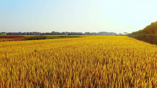 夏季绿色的稻田视频素材模板下载