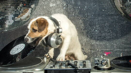 狗狗玩DJ