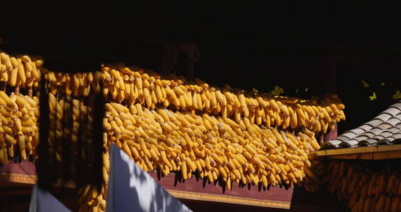 农家挂在房屋上金黄的玉米