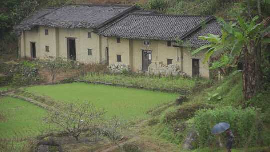 春天李花，竹林烟雨，乡村老屋