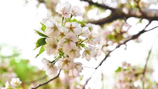 春天野外盛开的梅花樱花桃花合集