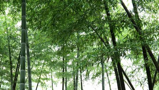 竹林竹叶禅意下雨天唯美空镜