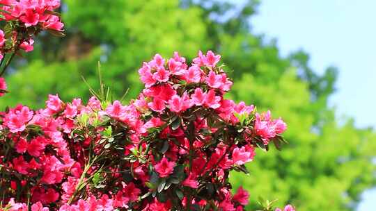 杜鹃花映山红