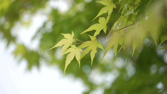 树叶 枫叶