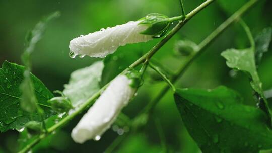 下雨天的花朵水珠