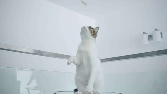 逗猫 调皮小猫咪 狸花猫玩耍